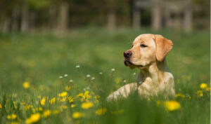 Alergia skórna lub pokarmowa u psa – objawy i przyczyny występowania
